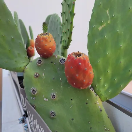 Oldbia Apartment Olbia