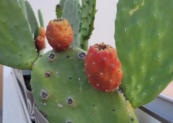 Oldbia Appartamento Olbia